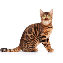 Chat Bengal