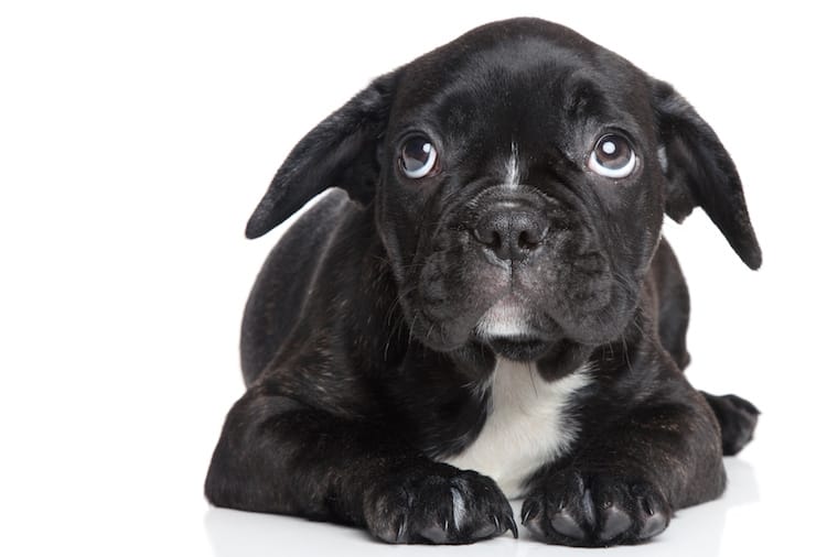 Mon Chien à peur des orages : Que faire ?