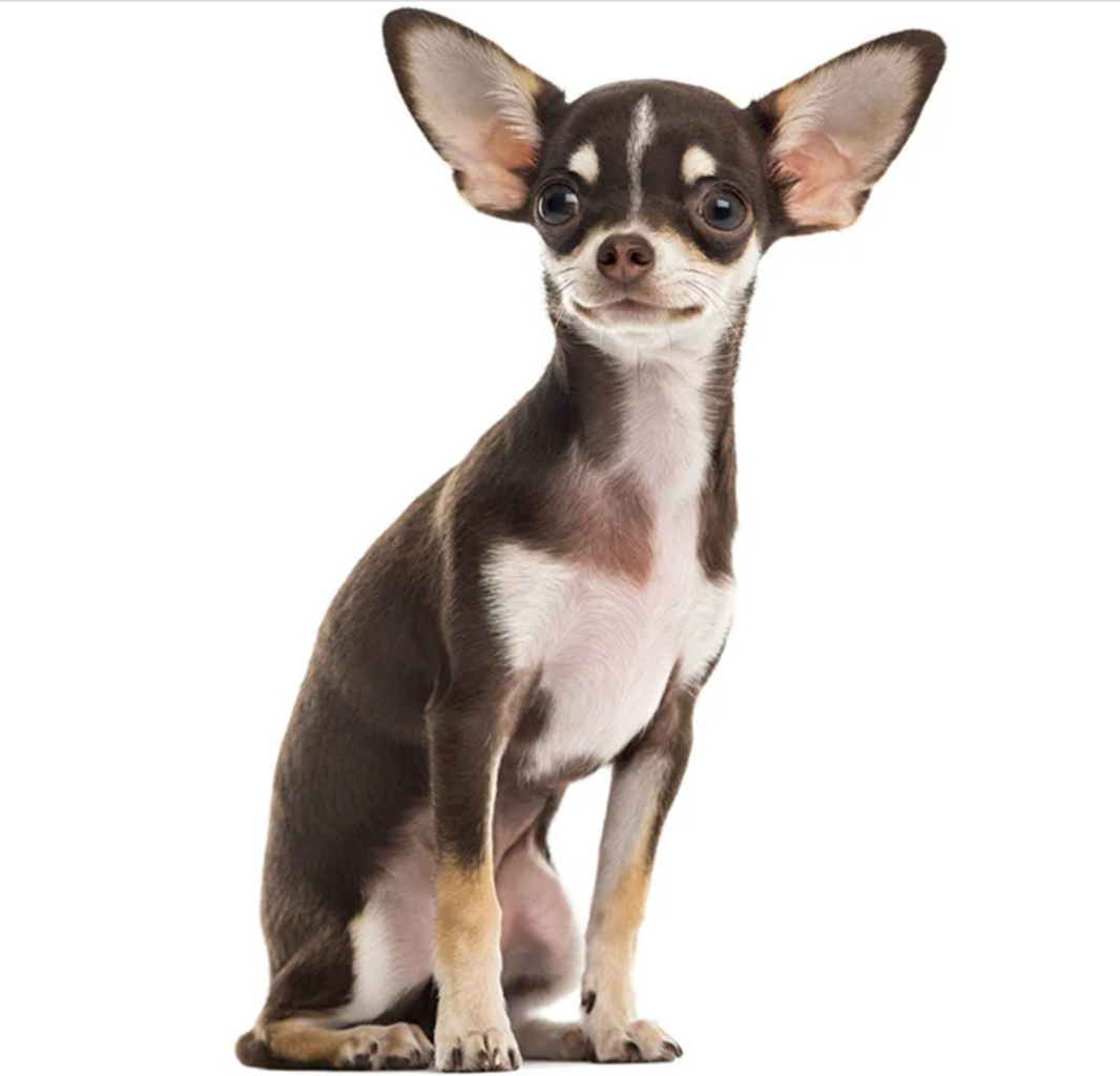 Chihuahua