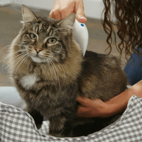 Peigne Électrique Anti-Puces pour chiens et chats