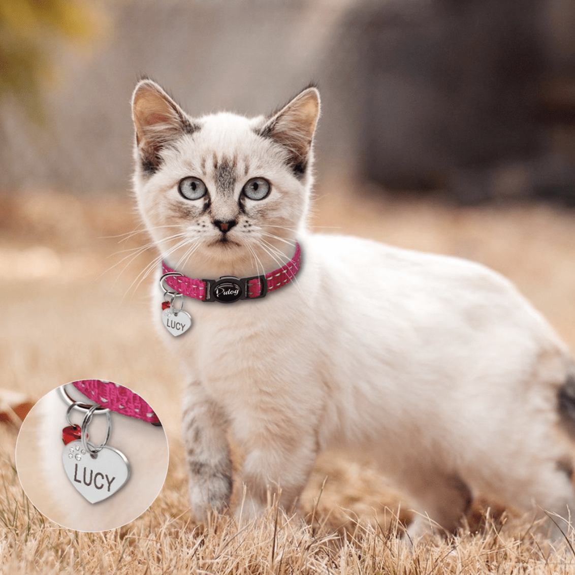 Collier Chat avec Médaille Personnalisée - Anti-étranglement