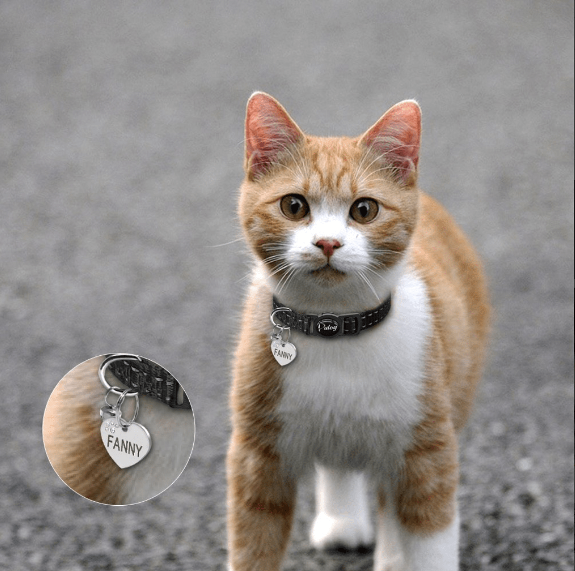 Collier Chat avec Médaille Personnalisée - Anti-étranglement