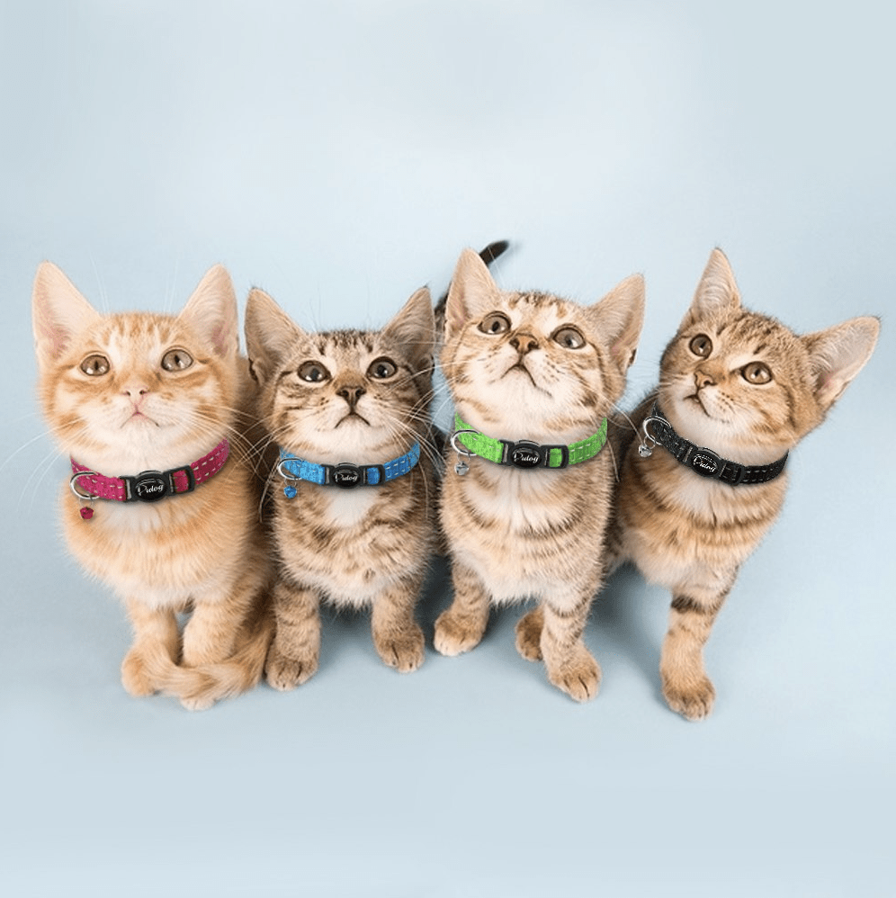 Collier Chat avec Médaille Personnalisée - Anti-étranglement