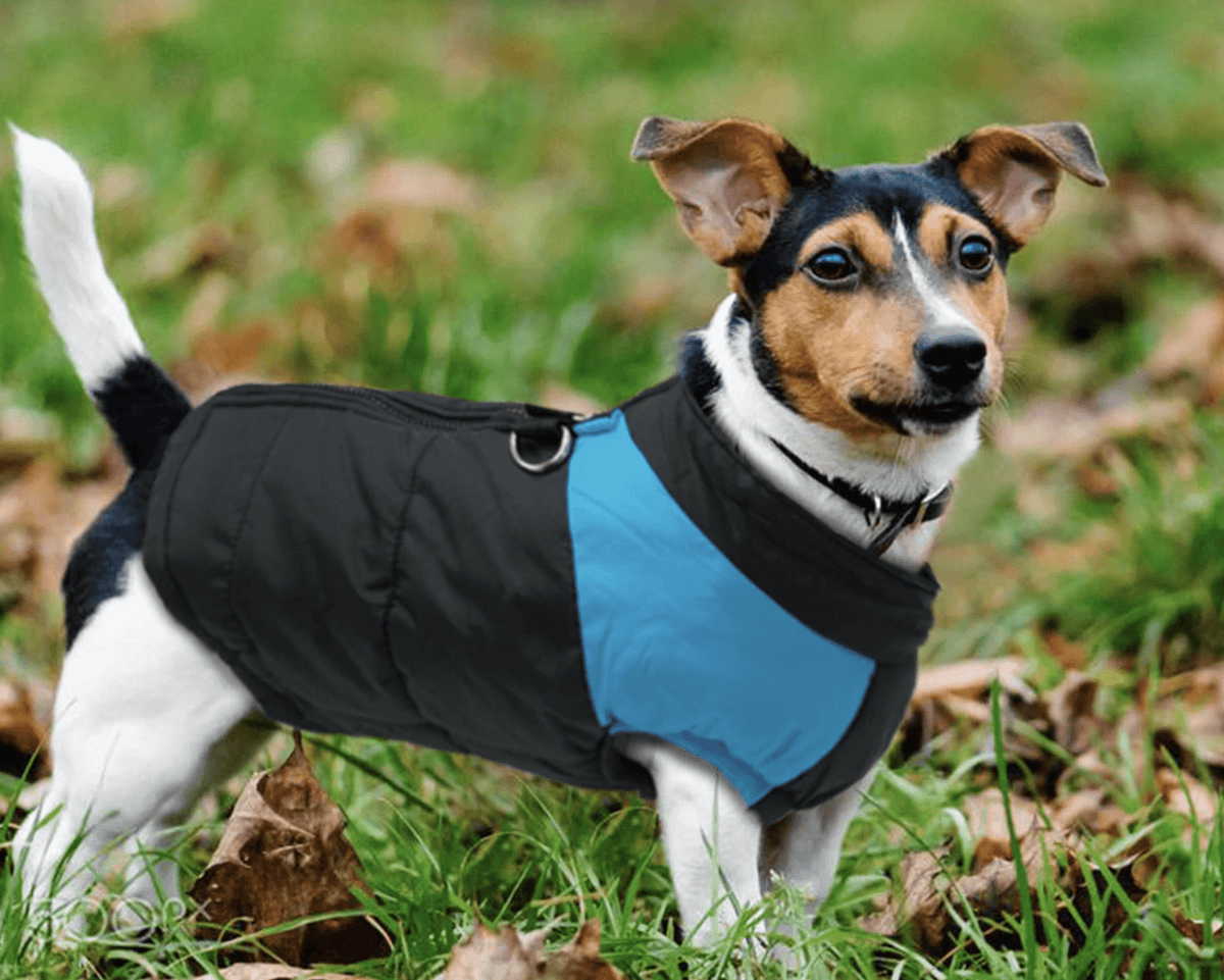 Doudoune imperméable ultra chaude pour chien