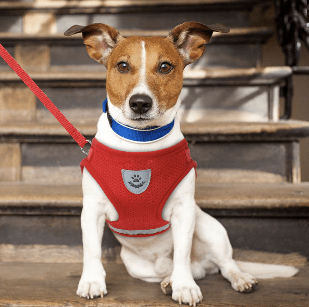 Harnais et laisse avec bande réfléchissante pour Chats et Chiens