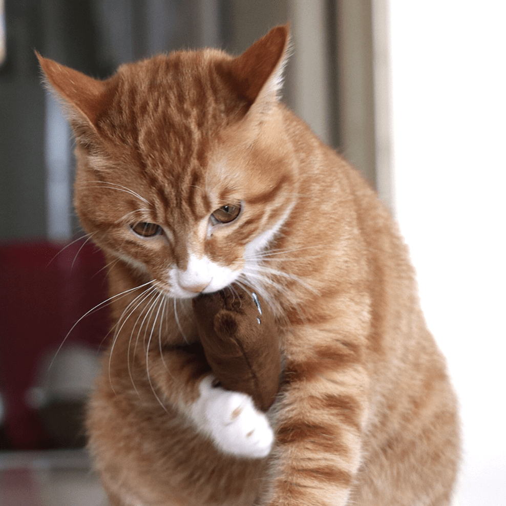 Coussinet à herbe à chat