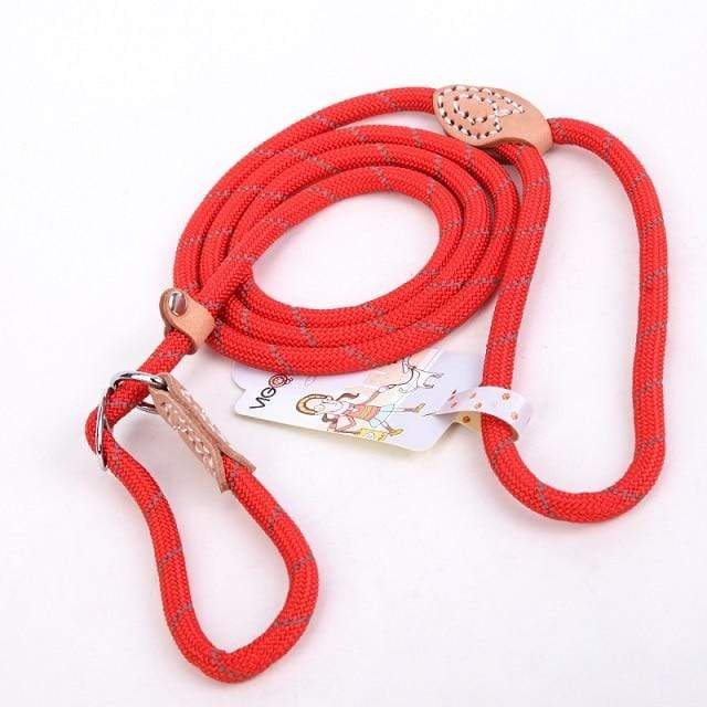 Laisse Lasso pour Chien