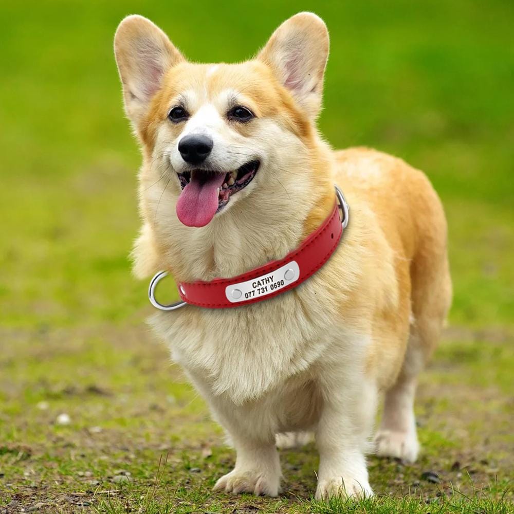 Collier en cuir avec étiquette personnalisé Nom et N° Téléphone  pour Chiens