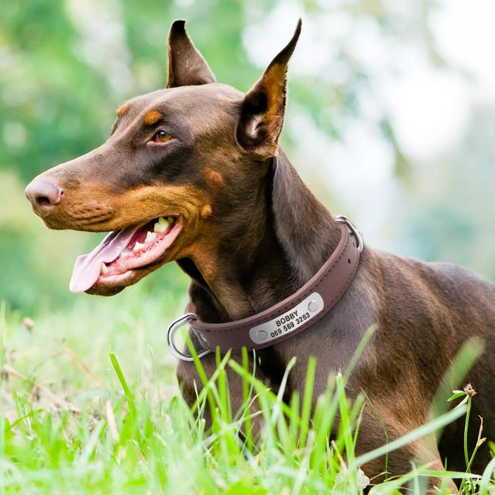 Collier en cuir avec étiquette personnalisé Nom et N° Téléphone  pour Chiens