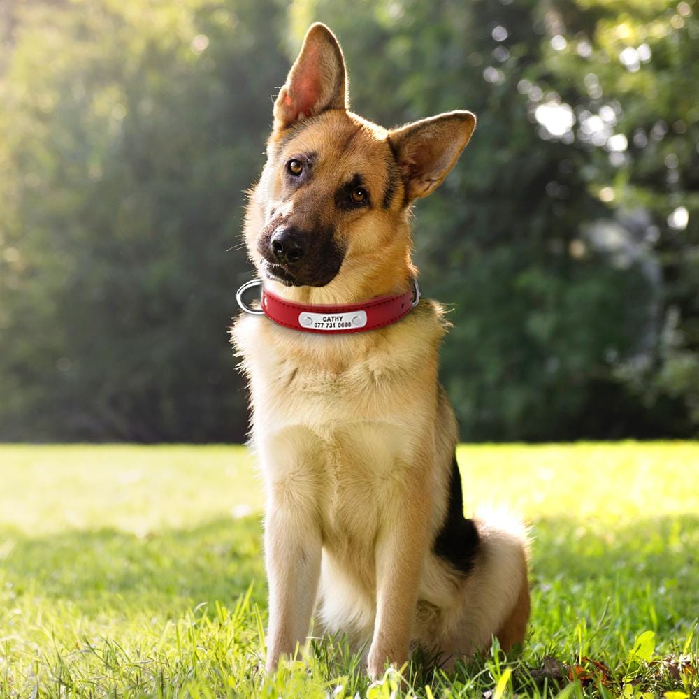 Collier en cuir avec étiquette personnalisé Nom et N° Téléphone  pour Chiens