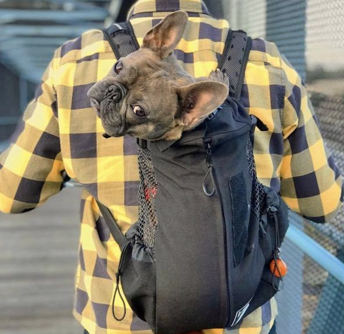 Sac à dos transport pour Chien