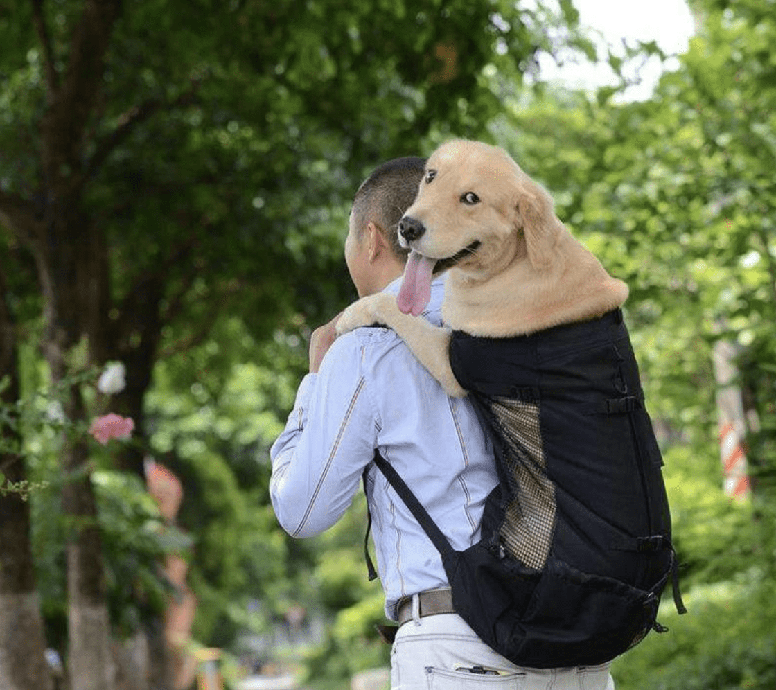 Sac à dos transport pour Chien